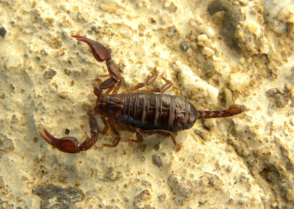 Euscorpius sicanus